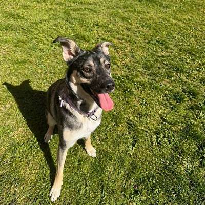 Hundetreffen-Gassi, Spiel & Training treffen-Bild