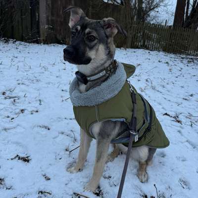 Hundetreffen-Suchen Hunde Kontakt-Bild