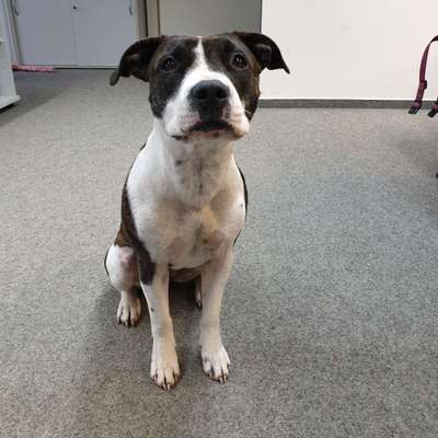 Hundetreffen-Gemeinsames Spielen und Gassi gehen-Bild