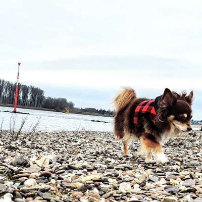 Hundetreffen-Treffen für kleine Hunde-Bild