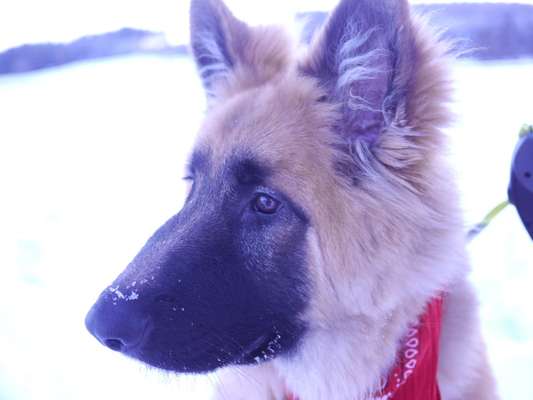 Schäferhund-Beitrag-Bild