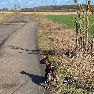 Hundetreffen-Bullterriertreffen-Bild