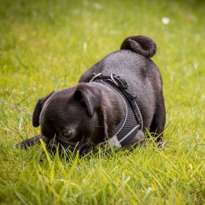 Hundetreffen-Spielgefährte für Ortrud-Bild