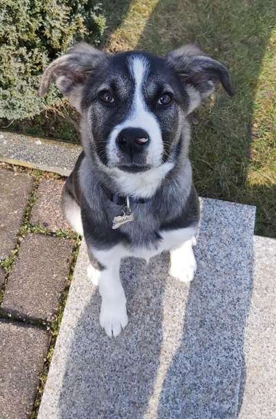 Zeigt mal die schönsten Bilder von euren Hunden !-Beitrag-Bild