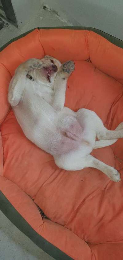 Welpen Bilder !-Beitrag-Bild