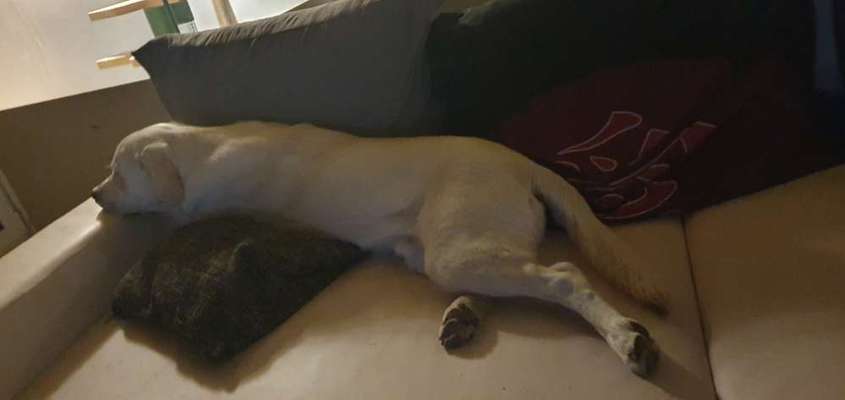 Labradorfans-Beitrag-Bild