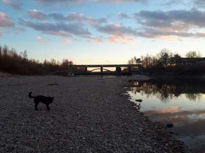 Hundeauslaufgebiet-Lechwehr-Bild