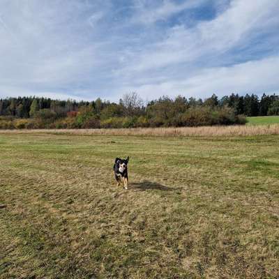 Hundetreffen-Gemeinsames Spielen & Toben-Bild