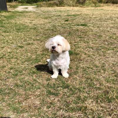 Zeigt eure verrücktesten Hundebilder-Beitrag-Bild