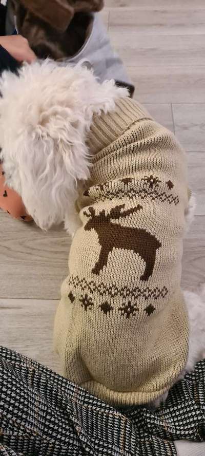 Die Dogorama Wochen Challenge-Beitrag-Bild