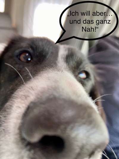 Zeigt mir die tollste Nahaufnahme von eurer Fellnase-Beitrag-Bild