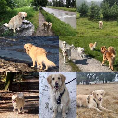 Wo sind die Golden Retriever Liebhaber?-Beitrag-Bild
