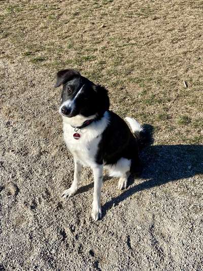 Mischlingshunde Foto Aufruf-Beitrag-Bild