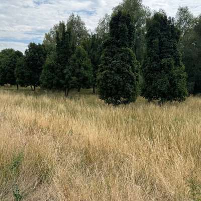 Hundeauslaufgebiet-Große Wiese an der Kinzig-Bild