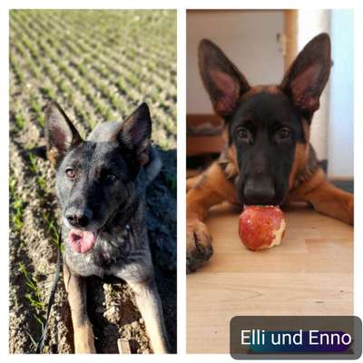 Hunderunde-Beitrag-Bild