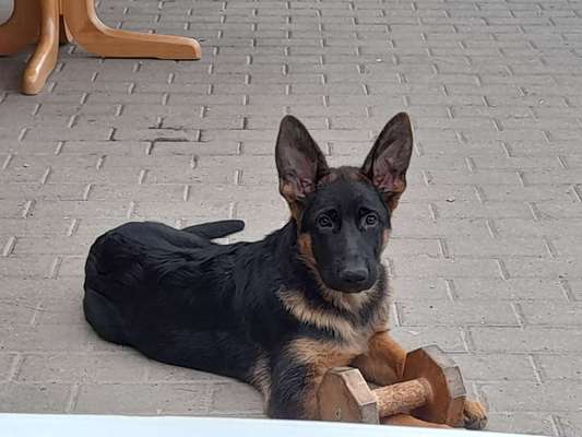 Hunderunde-Beitrag-Bild