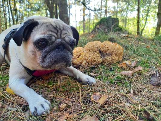 Hundetreffen-Gemütliche Gassirunde-Bild