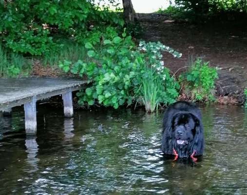 Dogorama-Monats-Challenge-Mai "Wasser"-Beitrag-Bild