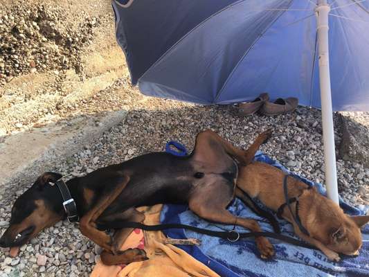 Foto Challenge 112 
ungewöhnliche Schlafplätze-Beitrag-Bild