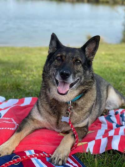 Schäferhund-Beitrag-Bild