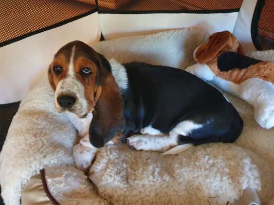 Basset Hound-Beitrag-Bild