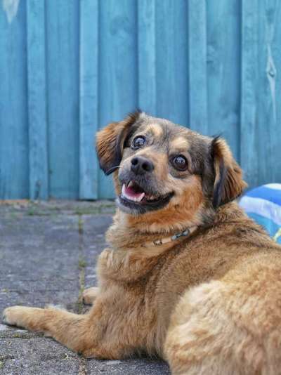 Auslandstierschutz-Beitrag-Bild