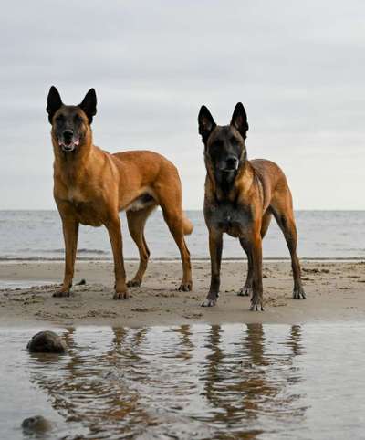 Hundetreffen-Gemeinsamer Spaziergang-Bild