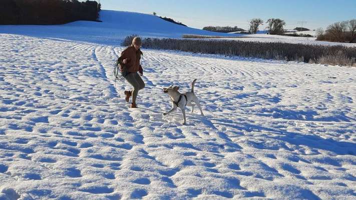 Hundetreffen-Training/Spielen/Touren/Abendrunde-Bild