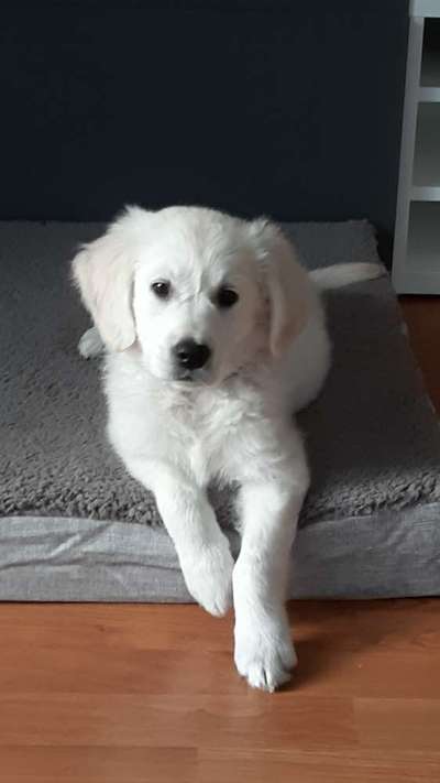 Wo sind die Golden Retriever Liebhaber?-Beitrag-Bild