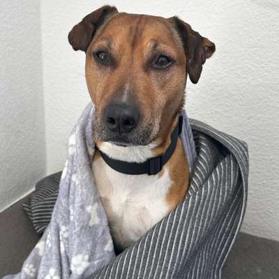 Hundetreffen-Social Walk, Hundebegegnungen, gemeinsame Spaziergänge-Bild