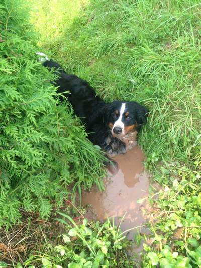Hund waschen-Beitrag-Bild
