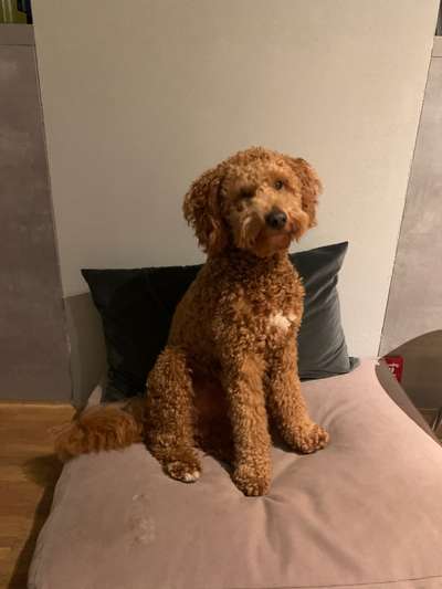 Labradoodle gesucht-Beitrag-Bild