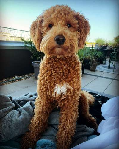 Labradoodle gesucht-Beitrag-Bild