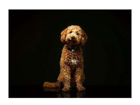 Labradoodle gesucht-Beitrag-Bild