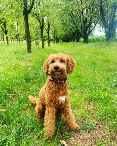 Labradoodle gesucht-Beitrag-Bild