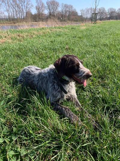 Die Dogorama Monats Challenge "Es grünt und blüht"-Beitrag-Bild