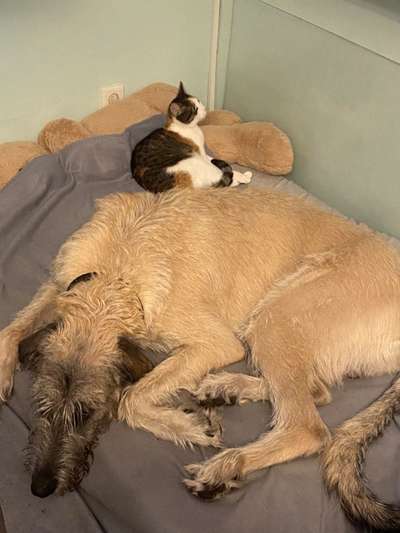 Rassen und ihre Eigenschaften-Beitrag-Bild