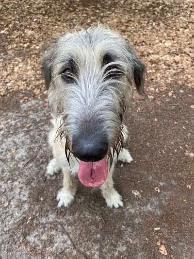 Hundetreffen-Irish Wolfhound Treffen planen-Bild