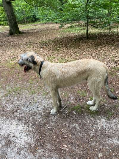 Seltene Rassen!-Beitrag-Bild