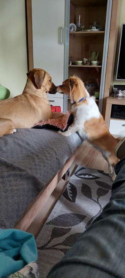 Dogorama Photo Challenge - Die besten Hundebuddys-Beitrag-Bild