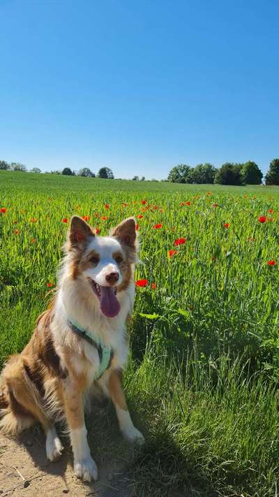 Die Dogorama Monats Challenge "Es grünt und blüht"-Beitrag-Bild
