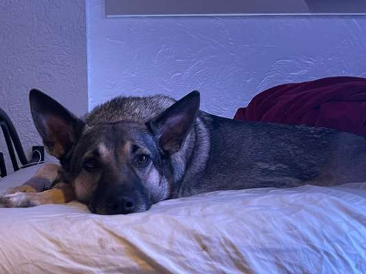 Hundetreffen-Gassi gehen & toben Birkenfeld-Bild