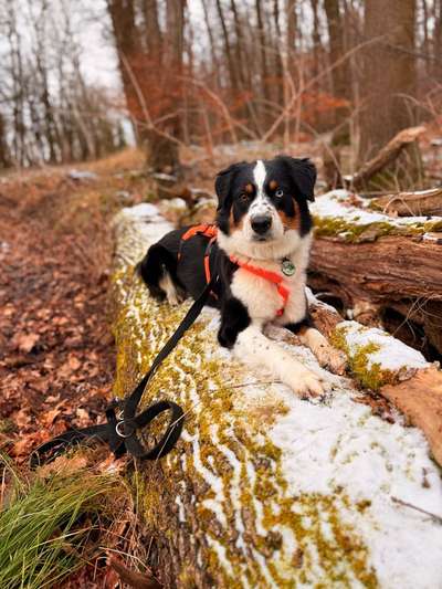 Hundetreffen-Trainingspartner-Bild