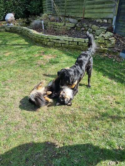 FOTO CHALLENGE 77 - Dein Hund im Spiel-Beitrag-Bild