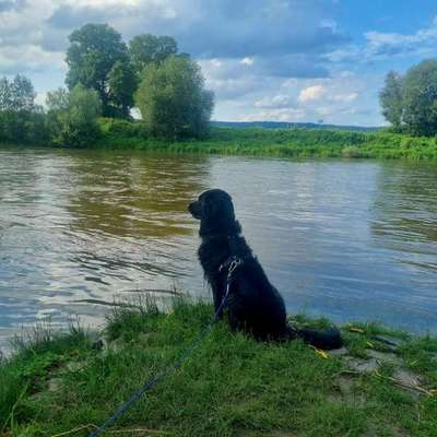 Hundetreffen-Leinenspaziergänge-Bild