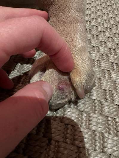 Verletzung am Pfotenballen-Beitrag-Bild