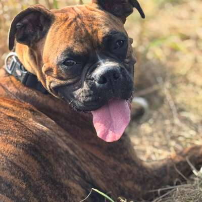 Hundetreffen-Training-Bild