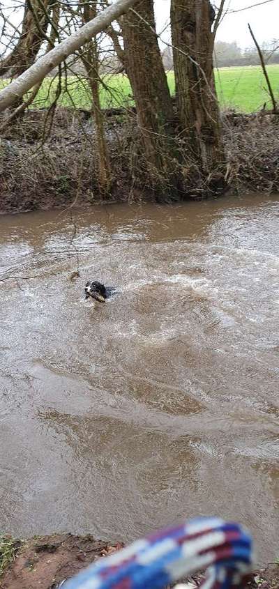 Hundetreffen-Wer Spielt mit mir?-Bild