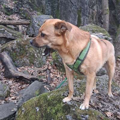 Hundetreffen-Gemeinsame Runden auf dem Neandersteig-Bild