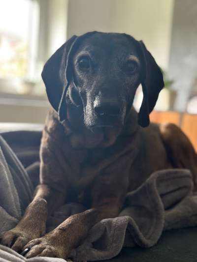 Hundetreffen-Hundeopi sucht Jungbrunnen ❤️🍀-Bild